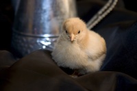 Baby Buff Orpington Chick