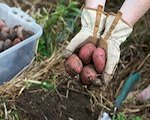 gardener holding irish potatoes