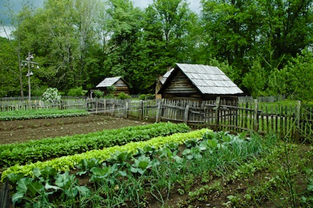 big vegetable garden
