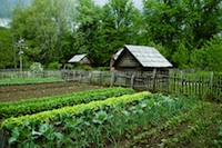 Country Vegetable Garden