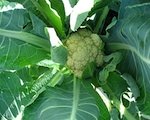 garden grown cauliflower