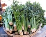carrots in a bowl