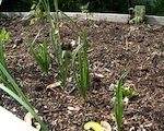 garden garlic