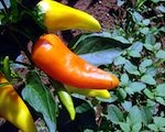 hot peppers growing in garden