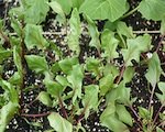 spinach growing in garden