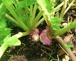 turnip greens